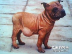 什么是動物疝？