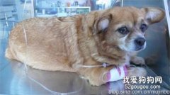 母犬子宮蓄膿癥的癥狀及治療手段
