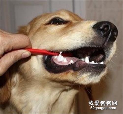 如何预防治疗宠物的牙齿疾病
