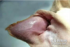 寵物耳血腫的癥狀與預防治療方法
