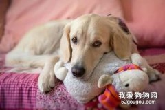 狗狗的貧血的原因與癥狀簡介