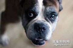 狗狗也會得老年癡呆癥嗎？