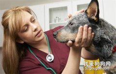 8種狗狗常見的眼部疾病