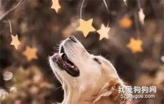 狗狗貓咪絕育，到底好不好？