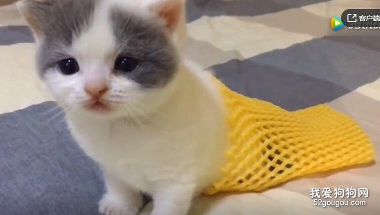 一條貓人魚。。可愛哭了！