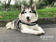 主人帶二哈到朋友家做客，沒想到它直接守在廚房不走，二哈：交出肉肉！
