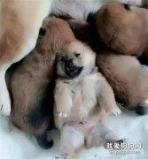 小奶狗搶不到奶喝，急得原地躺下嗷嗷蹬腿，小樣子可憐又可愛~