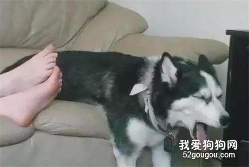 妹子把腳放在二哈面前，結果二哈的表現讓人笑噴了..