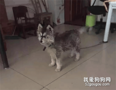 網友3000塊錢買了一只二哈，回來卻發現...