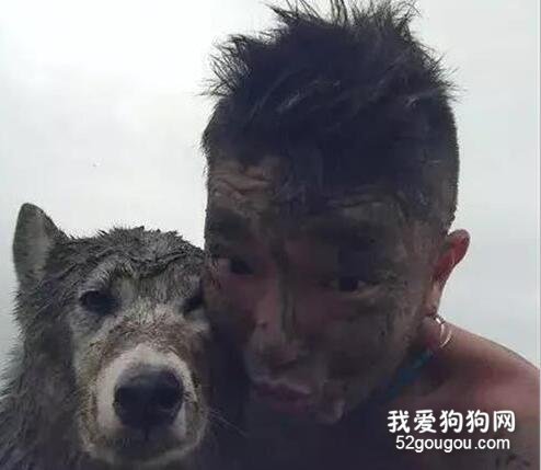 托朋友幫忙照顧二哈，過幾天收到這樣的信息，笑哭