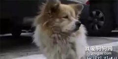 主人搬家沒有帶走狗狗，結果狗狗一直留在老家等著....