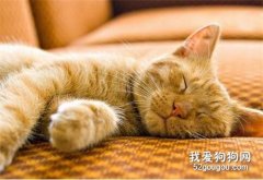如何預防貓咪白血病？