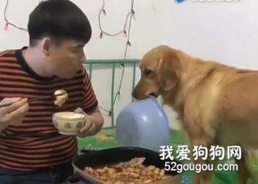 主人吃飯時旁邊的金毛偷瞄了下鍋里的東西，下一秒它的舉動笑到肚子疼.....