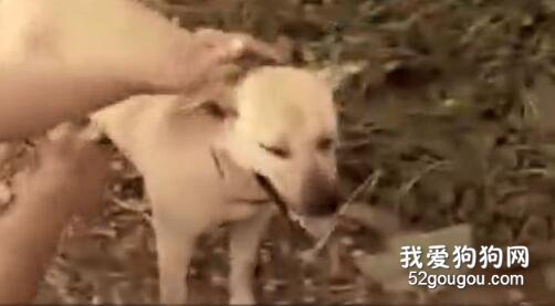 家里的田園犬突然不見了，發現后它竟然從地里救出一個嬰兒...