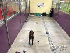 收容所203只動物等著被收養，結果最后只剩一只狗沒人愿意要它！