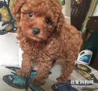 趁我睡著了，我男朋友把我的小泰迪給扔出去了....