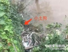 大叔冒險下懸崖救狗。網友：我做不到，所以尤其敬佩！