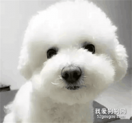 你見過卸妝的比熊嗎？我見過...笑岔氣了...