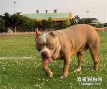 主人放肆讓狗子到操場上玩，幾分鐘后，它居然變成了土狗！