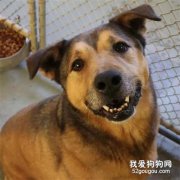 狗狗在收容所住2381天后，終于有人出現：我來接你回家了！