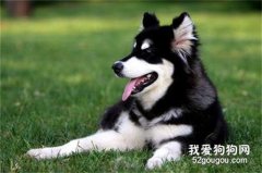 狗狗放屁過多的原因是什么？