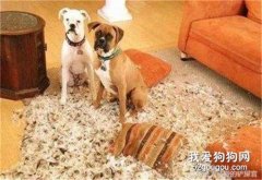 如何訓練狗狗不亂“撕家”的習慣?