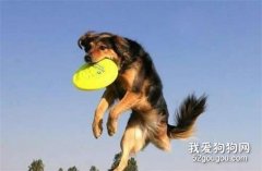 如何訓練狗狗騰空接物?