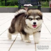 狗狗遇上這些情況需要趕快送急救