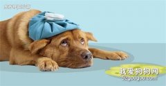 狗狗打嗝還嘔吐的原因