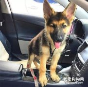 這只因侏儒癥差點被安樂死的德牧，竟然成了萌翻天的網紅汪！
