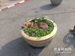 網友看到大水缸里長了一個奇怪東西，走近一看，笑到肚子疼！