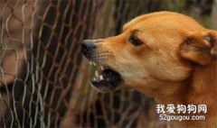 狗狗咬人是沒有訓練好嗎