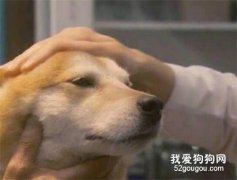 狗狗去醫院時很緊張怎么辦？