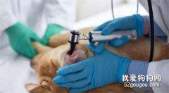 狗狗耳部檢查都有哪些
