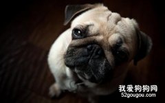 短頭綜合癥的癥狀和預防