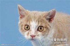 如何護理有哮喘的貓？