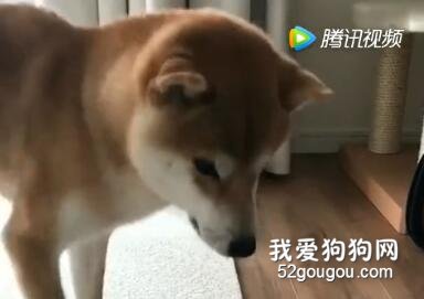 阿柴把飯盆打翻了，一臉的焦急樣....