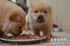 怎樣喂小狗吃飯? 狗狗用餐順序的訓練方法