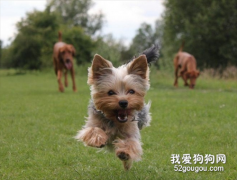 約克夏犬訓練方法