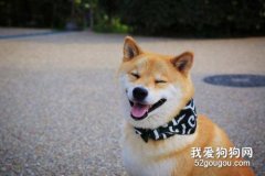 柴犬多少錢一只?