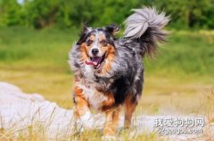 怎么訓練澳洲牧羊犬？