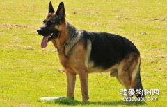 怎樣訓練德國牧羊犬