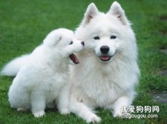 怎么樣訓練薩摩耶犬
