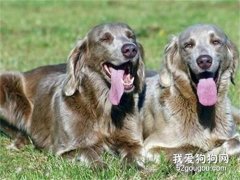 魏瑪犬怎樣訓練