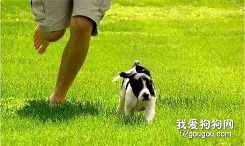 關于狗狗的15個奇聞軼事，你知道幾個？