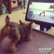 你還在火鍋奶茶小龍蝦？人家狗子都知道練瑜伽養生了！
