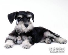 迷你雪納瑞嘔吐的幾種原因