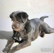 清華博士掐死流浪狗？網友竟拍手叫好！