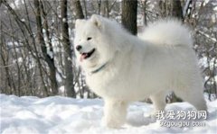 薩摩耶犬嘔吐的幾種常見原因