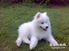 薩摩耶犬容易患的三種疾病